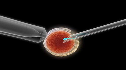 50岁供卵试管移植成功率多少&囊胚怀孕周数怎么算,经期做爱后一个月了月经一